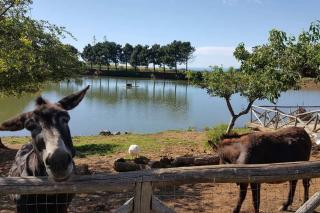 Popilia Country Resort
